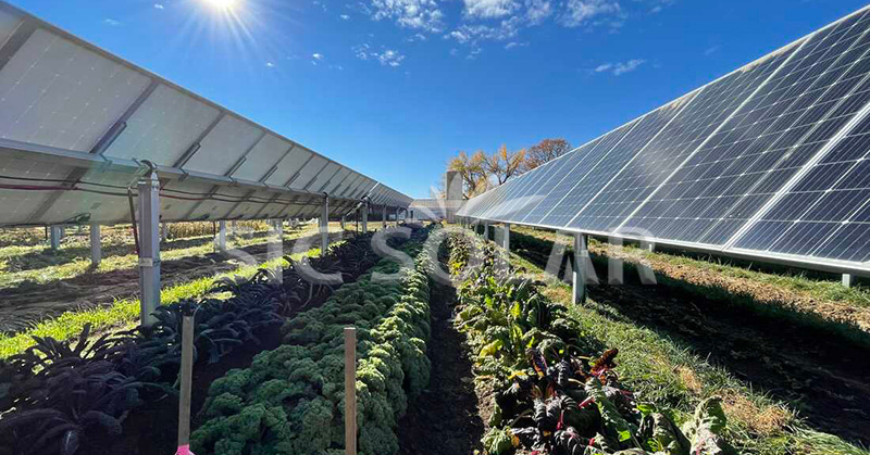 agrivoltaic solar panels
